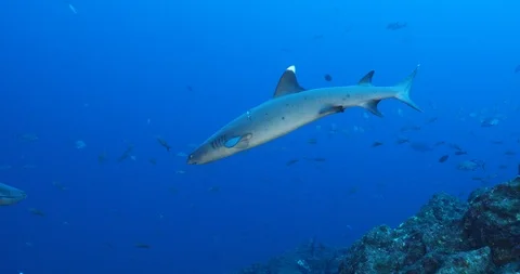 White tipped reef shark Stock Footage 125911030