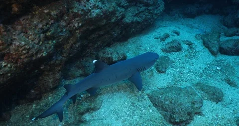 White tipped reef shark Stock Footage 125914797