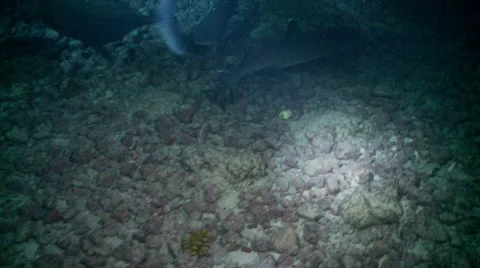 White tips sharks on the move at night Stock-Footage 57115386