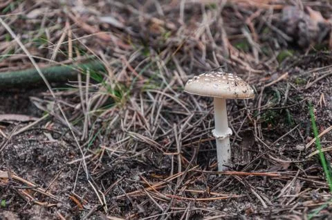 White toadstool in a forest Stock Photos
