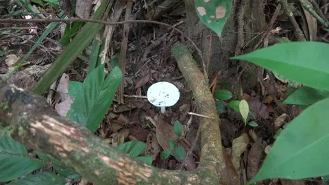 White toadstool, Malaysia Stock Footage 133676876