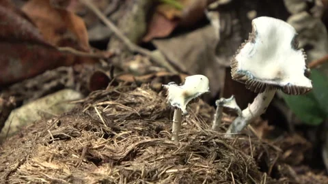 White toadstool, Malaysia Stock Footage 134857413