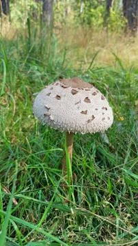 White toadstool Foto stock