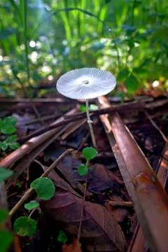 White toadstool tree growing among the humus of dry leaves" Stock Photos