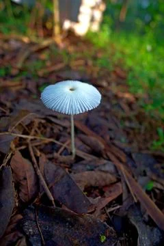 White toadstool trees growing among the dry leaves" Stock Photos