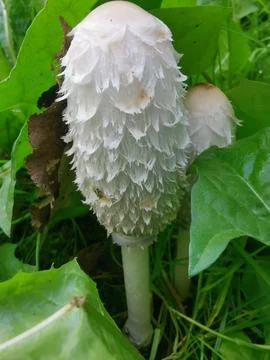A white toadstool with an unusual textured cap among the leaves in the park. Stock Photos