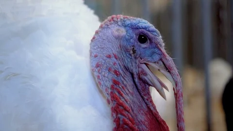 White tom turkey close-up head Stock Footage 95814959