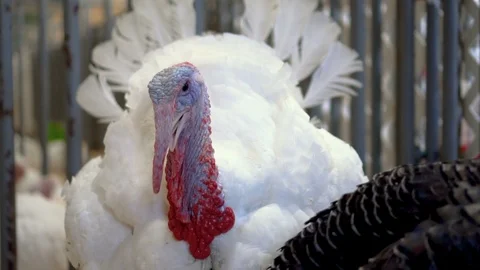 White tom turkey walking around puffing out his feathers, fanning his tail Video stock 95814560