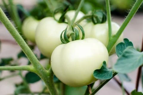 White tomato Stock Photos