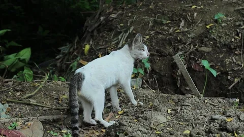A white tomcat looks at something and walks towards the camera Stock Footage 201319071