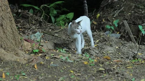 A white tomcat meows in the garden Stock Footage 201319072