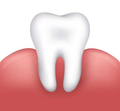 White tooth and gums Stock Illustration