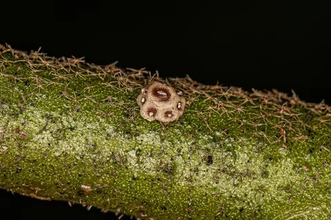 White Tortoise Scale Stock Photos