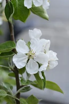 White Transparent apple Stock Photos