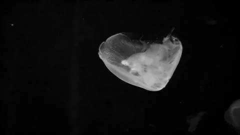 The white transparent bell shape body of the jellyfish Stock Footage 139325678