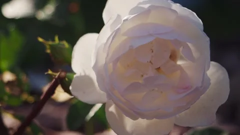 White transparent rose petals Stock Footage 304954610