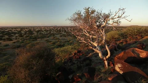 White tree in Africa 스톡 동영상 150871716