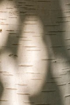 White tree bark of a birch and shadows Stock-Fotos