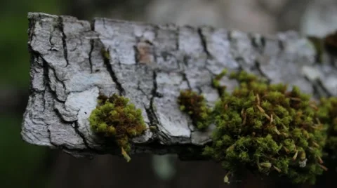 White Tree Bark with Moss Stock Footage 11401172