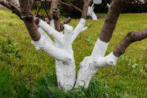 White tree bark. Protecting tree bark from insects Stock Photos