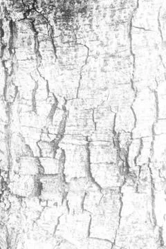 White Tree Bark Texture Background, Suitable for Presentation and Backdrop. Stock Photos