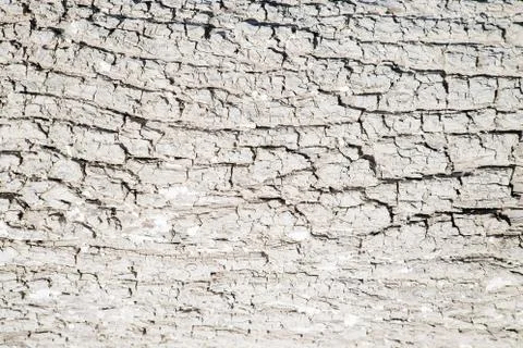 White tree bark texture Stock Photos