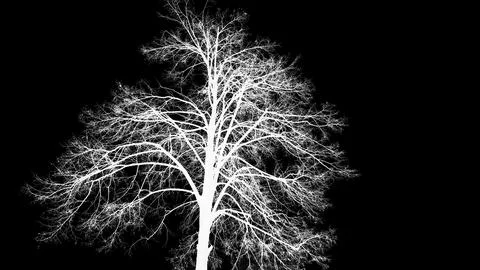 White tree on a black background Stock Photos