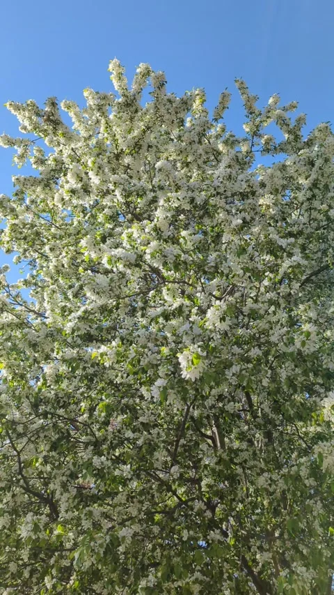 White tree blooms in the breeze Stock Footage 300195369