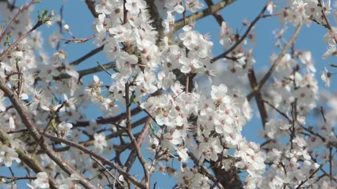 White tree blossom in early Spring. UK Stock Footage 332627796