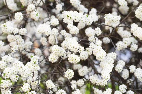 White tree blossom in springtime. tender flowers bathing in sunlight. Beautif Stock Photos
