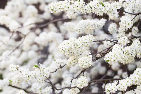 White tree blossom in springtime. tender flowers bathing in sunlight. Beautif Stock Photos
