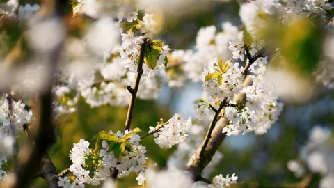 White Tree Blossom Waving in the Wind at Springtime Stock Footage 129273727