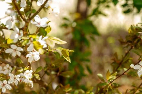 White tree blossoms blooming on branches showing fresh spring growth Stock Photos