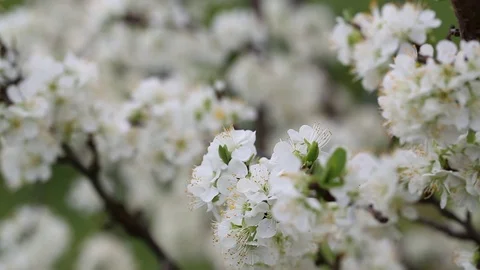 White tree blossoms Stock Footage 93533008