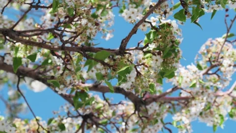 White Tree Blossoms Stock Footage 188802718