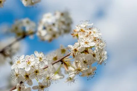 White Tree Blossoms on a Spring day 스톡 사진