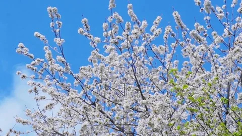 White tree blue sky 2 Stock Footage 75205942