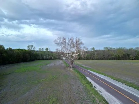 White Tree of Boone County Stock Photos