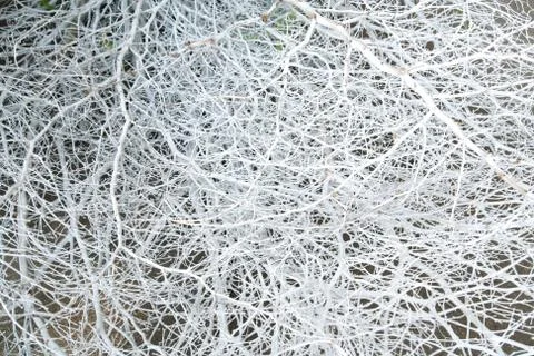 White tree branch Stock Photos