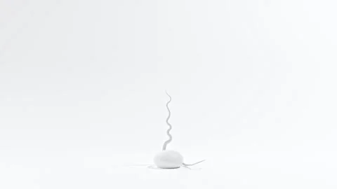 White tree branches. Growing tree on white background.  Video stock 269458393