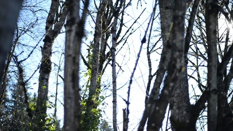 White Tree branches mossy - pan left to right Stock Footage 101216349