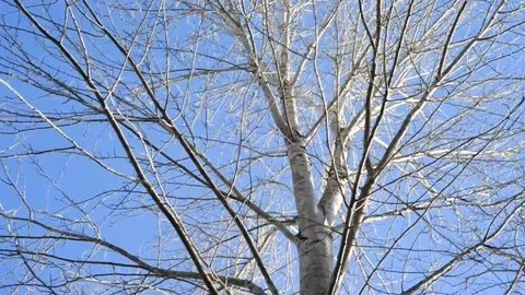 White Tree Branches - Slowly Walking Movement - Fall Autumn vibe Stock Footage 101216151