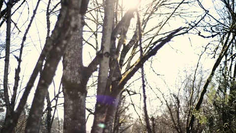 White Tree Branches - sun beaming- upward pan Stock Footage