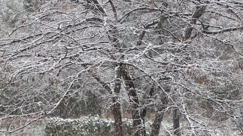 White tree covered by a blanket of snow Stock Footage 147457714