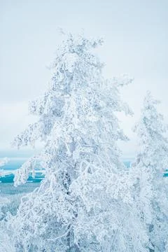 White Tree Covered with Thick Ice and Snow Layer Stock Photos