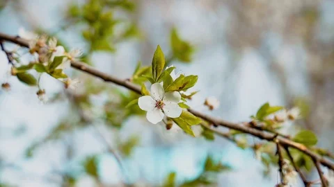 White tree flower Stock Footage 128780994