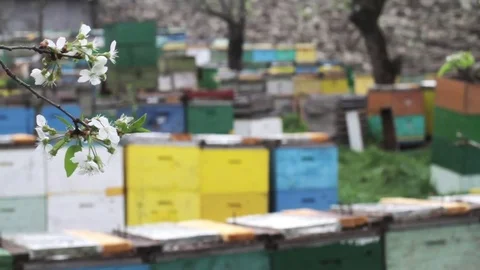White tree flowers with beehives in the background Stock Footage 75035240