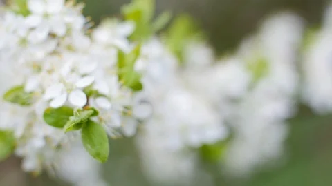 White Tree Flowers Blossom In Spring Stock Footage 88475144
