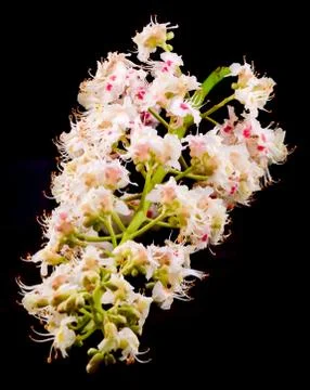 White tree flowers of chestnut tree, isolated close up Stock Photos
