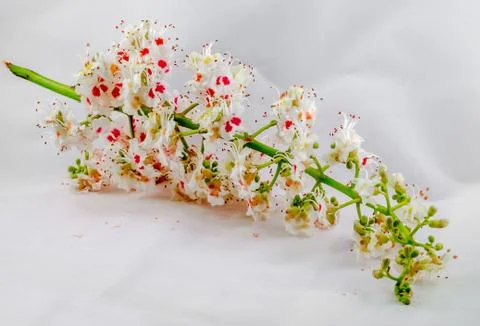White tree flowers of chestnut tree, isolated close up 스톡 사진